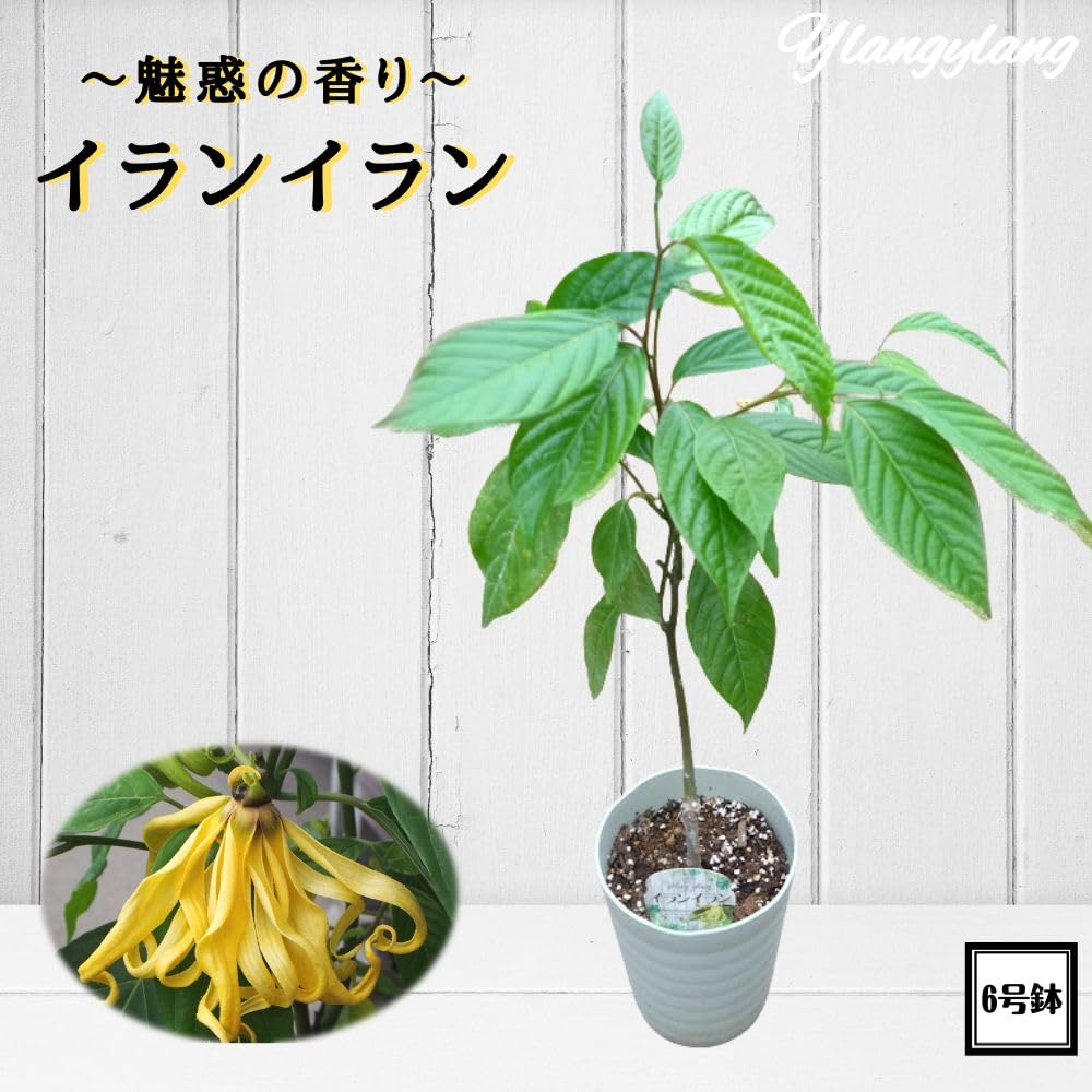 Amazon.co.jp: 魅惑の香り 《 イランイランの木 6号鉢 》希少熱帯植物