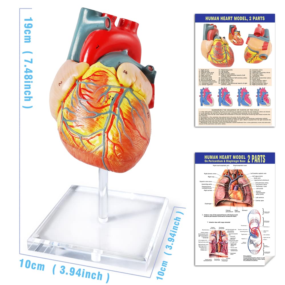 Modello di cuore umano per anatomia - Modello di cuore medico a grandezza naturale in 2 parti