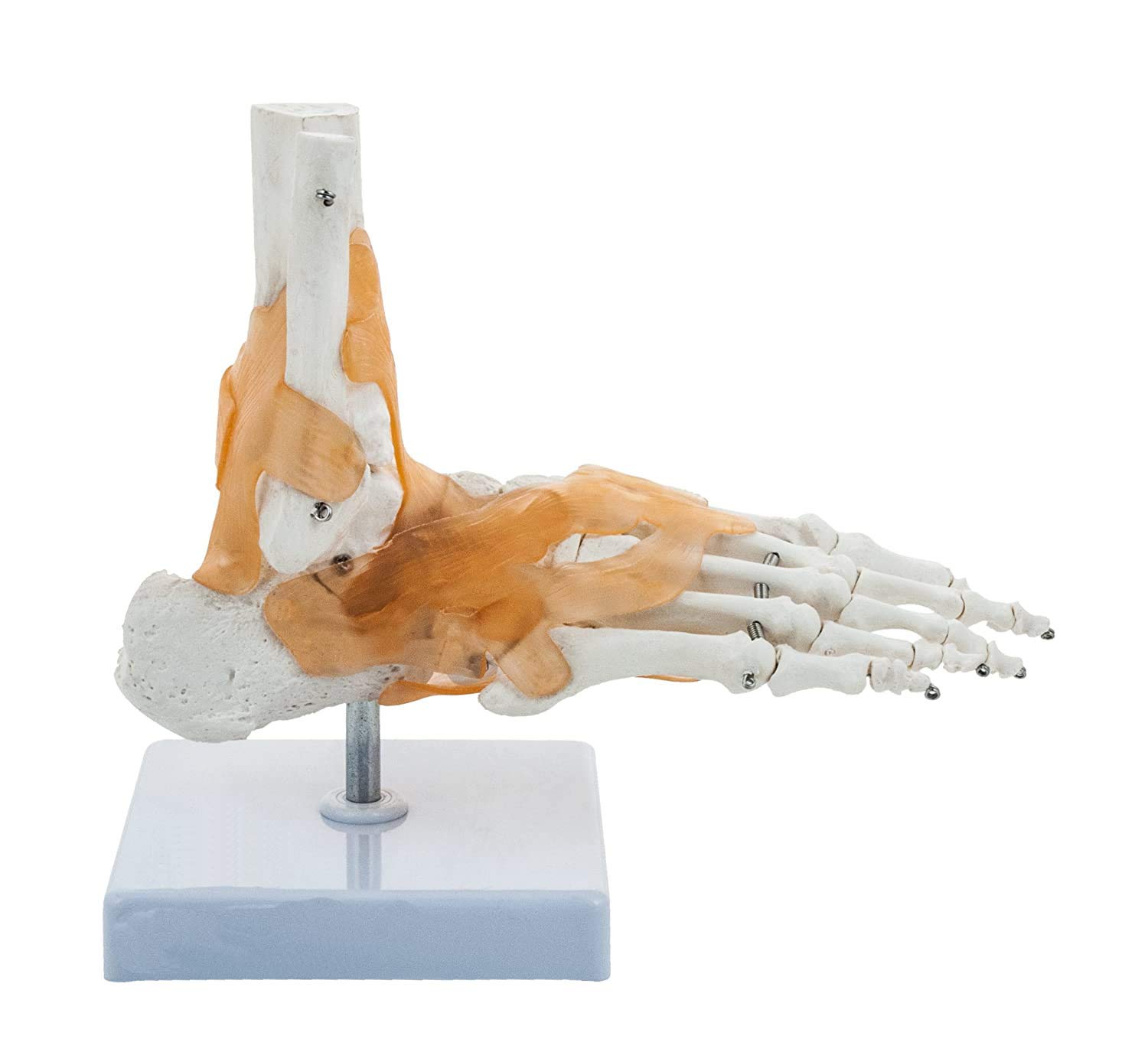 BEXCO foot and Ankle Skeletal Model with Flexible Ligaments for Movement of the Ankle Joint, Right Foot Model, Premium Medical Anatomical Model, Perfect For Orthopedicians (B071XV8BF3) Amazon Price History, Amazon Price Tracker