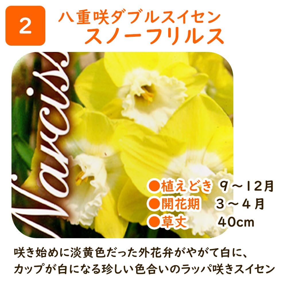 Amazon.co.jp: 八重咲きダブル スイセン 球根 【2．スノーフリルス