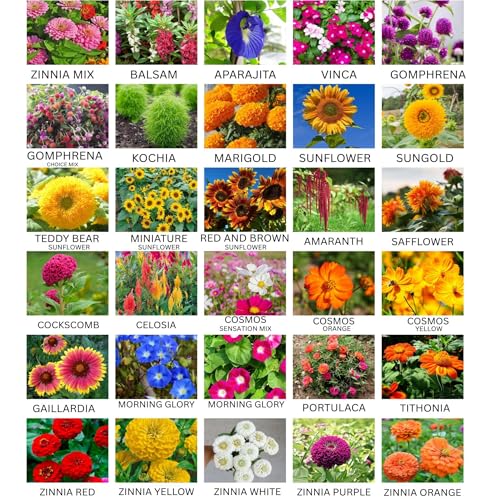 Image of 30 Variety Summer Flower Seeds Combo Pack | High Germination Non-GMO Seeds for Home Gardening | Balcony, Terrace & Garden Flower Growing Kit | Mixed Color Flower Seeds Collection