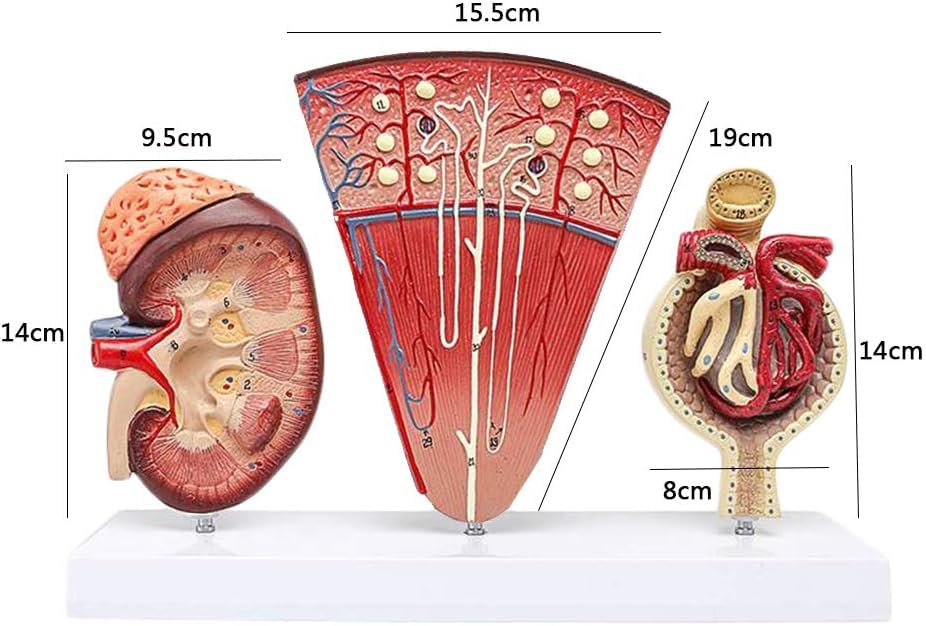 Anatomiczny Model Nerki - Model Anatomii Narządów Ludzkich Model Nerki Z Kłębuszkowym Układem Moczowym Nefron Model Medyczny Do Medycznej Pomocy Szkoleniowej