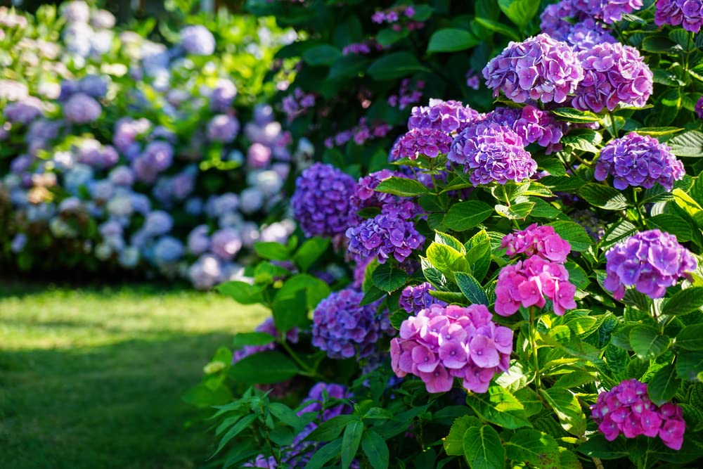 Amazon.com : Hydrangea Flower Seeds, Mixed Color (50 Seeds) - Easy