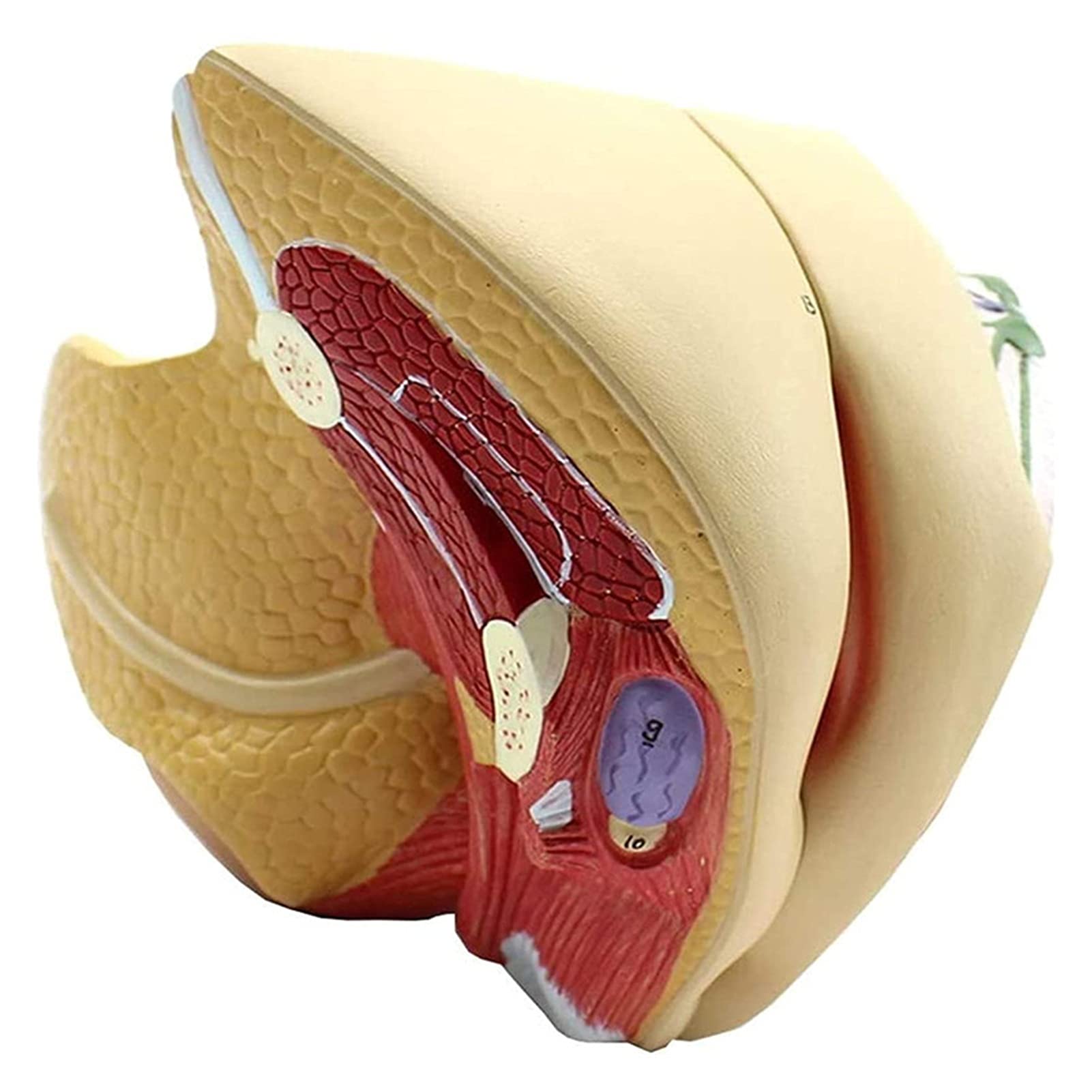 Amazon.co.jp: 医療教育モデル 本物の女性の内部生殖器モデル子宮卵巣