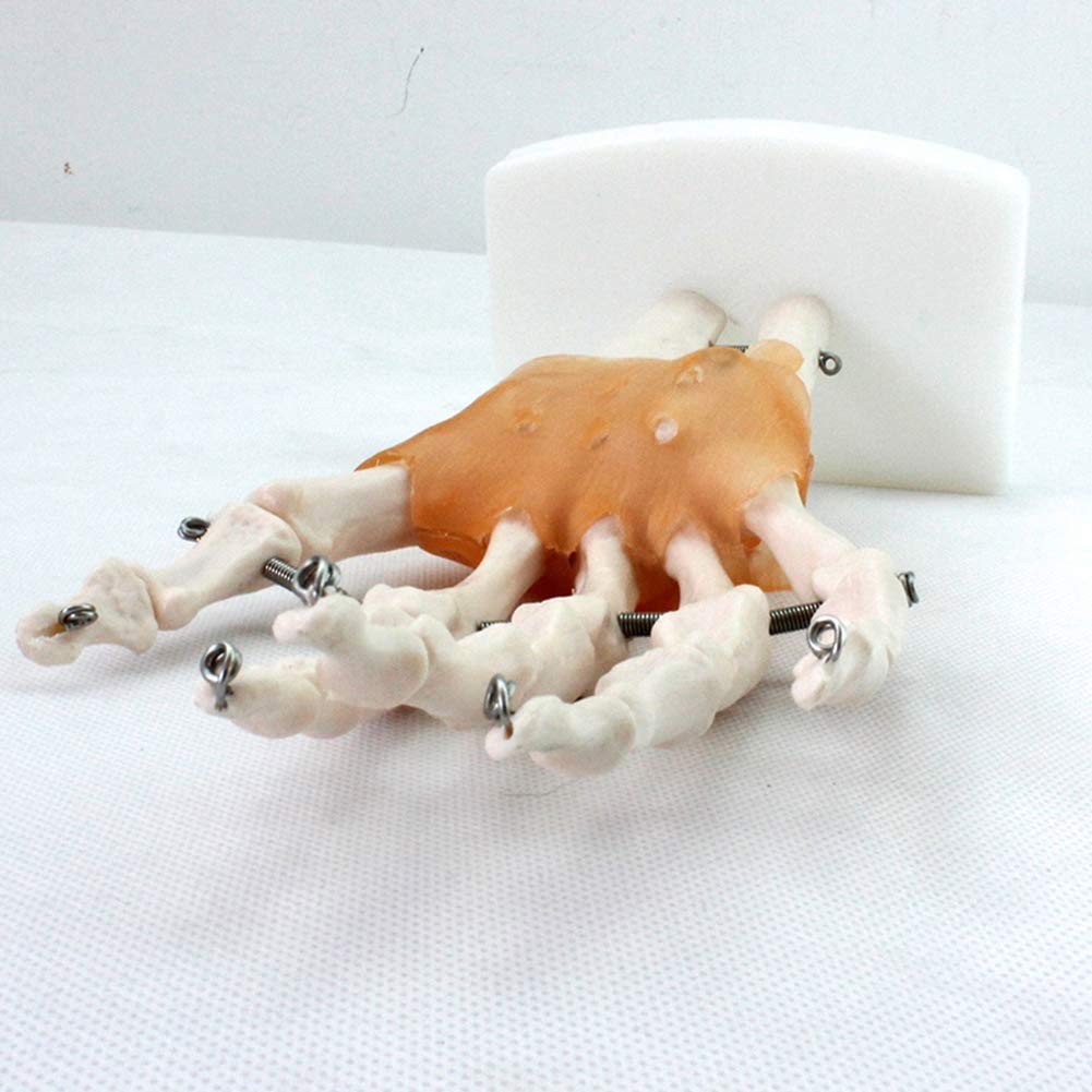 Umano Giunto Manuale Modello di Scheletro Struttura ossea a Mano di Anatomia Dimensione Reale con legamento Ortopedia Chirurgico Comunicazione Medico paziente