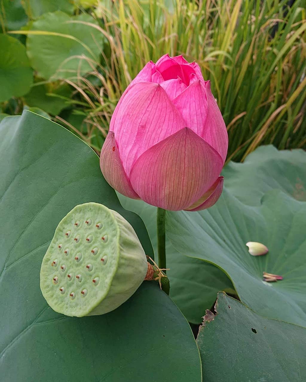 Ohhsome Aquatic Plants Nelumbo Nucifera Plant For Aquarium Live Lotus (Healthy Plant) (B09HN4G6ZL) Amazon Price History, Amazon Price Tracker