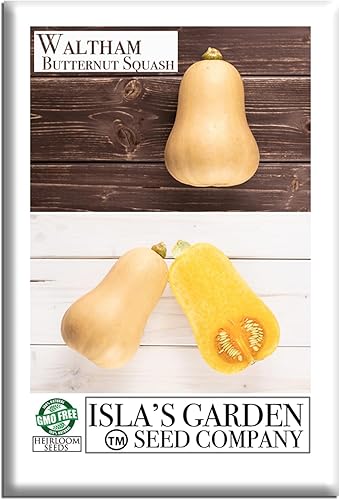 Waltham - Semillas de calabaza Butternut (Cucurbita moschata) – Más de 50 semillas de reliquia no transgénicas de Isla's Garden Seeds, sabor rico y
