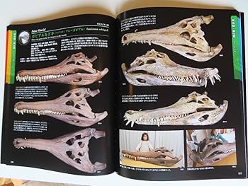 動物　頭骨 標本 Amazon.co.jp: 標本博物館 世界一の頭骨図鑑 頭骨大図鑑 図鑑