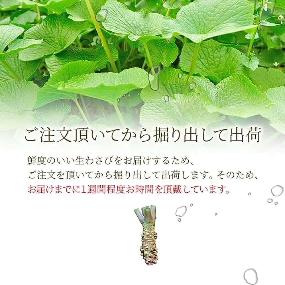 Amazon | 本わさび わさびの茎ちゃん 70g 1パック | グルメ