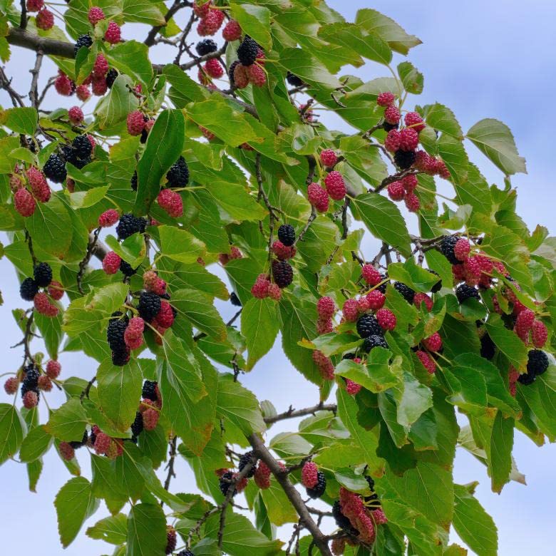 Rudeez Agrofarm Authentic Mulberry/Morus Alba Live Fruit Plant (Pack of 2) (B0BVWLRZRP) Amazon Price History, Amazon Price Tracker