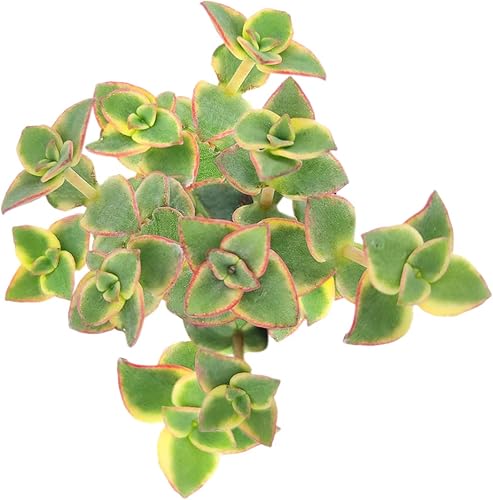 Miniatura 6 de Caja de suculentas  Colección única de suculentas de Crassula vivas, fáciles de cultivar, planta de interior para el hogar, totalmente enraizadas en