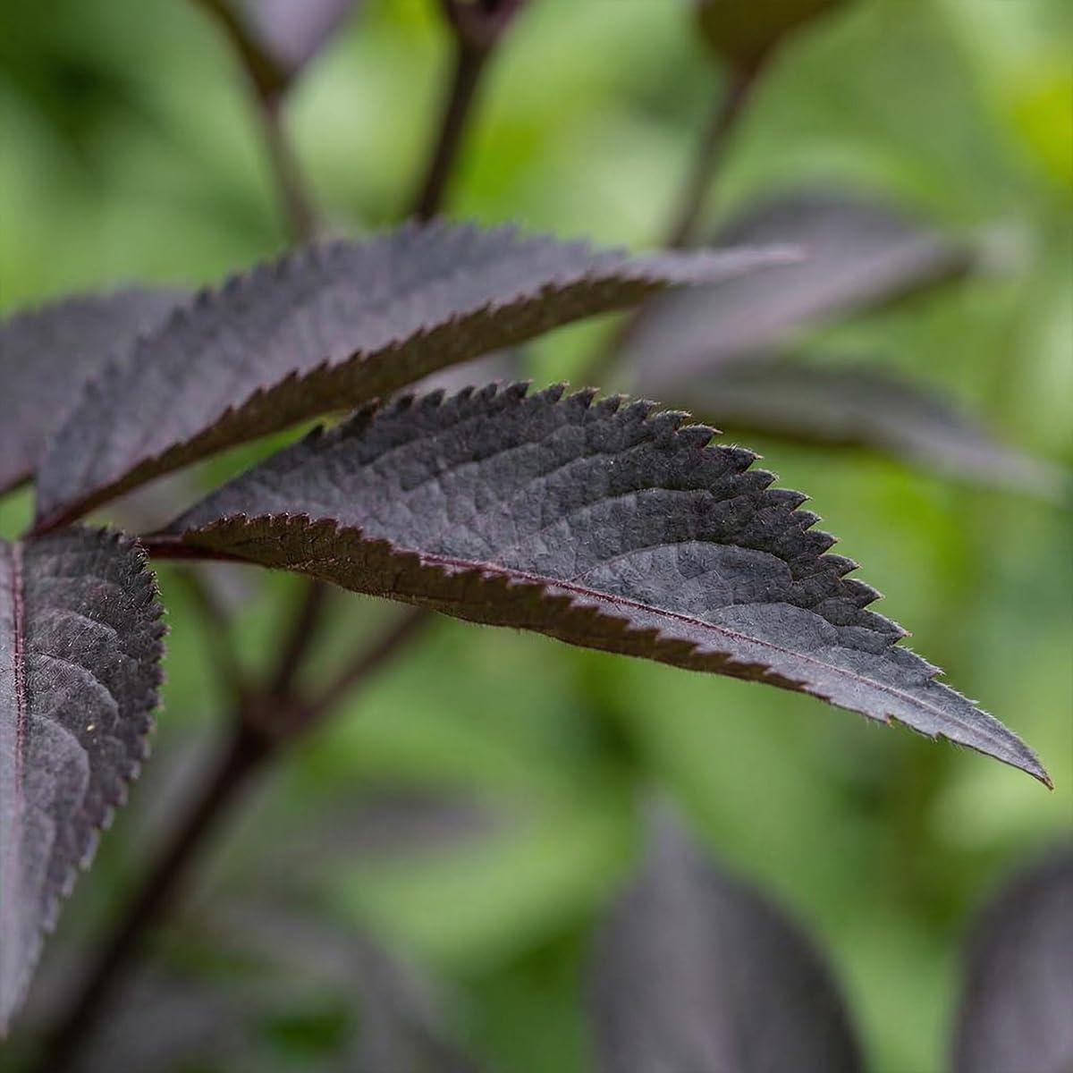 Bloomique - Sambucus Nigra Black Lace - Sureau noir - Plante de Jardin - Rustique - Hauteur 30-40 cm - Pot 19 cm