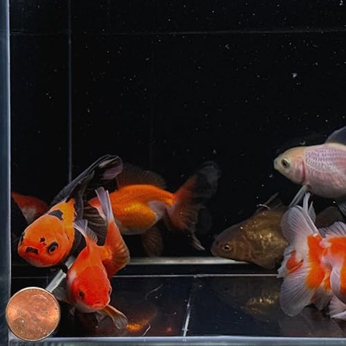 Miniatura 2 de Surtido Oranda Goldfish de 3 pulgadas (se vende en paquetes de 2) - peces vivos de oro peces vivos peces de oro peces vivos en venta peces vivos