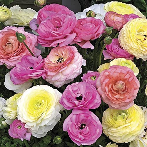 Ranunculus Seeds
