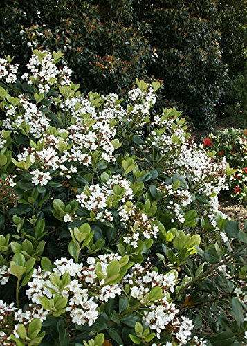 Spring Sonata Indian Hawthorne (2 Gallon) Flowering Evergreen Shrub with White Blooms - Full Sun to Part Shade Live Outdoor Plant - Southern Living Plants