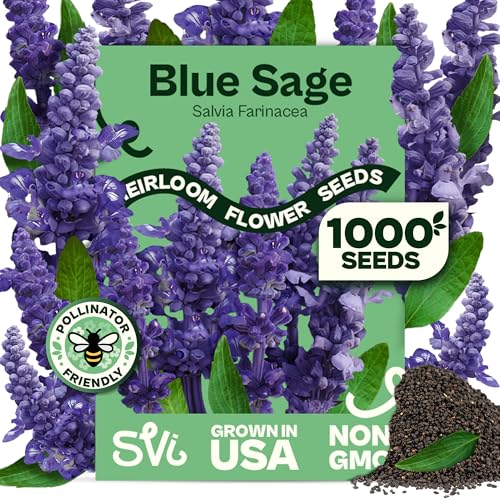 SVI 1000 Blue Sage Seeds for Planting (Salvia farinacea) - Heirloom Sage Salvia Perennial Wildflower - Flower Seeds to Plant Outside in Pollinator Garden Meadows Borders Beds