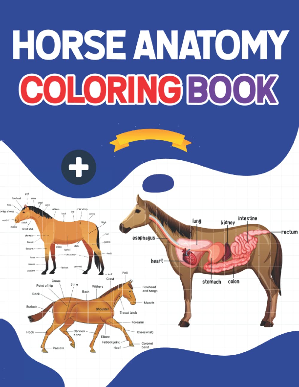 Buy Horse Anatomy Coloring Book Introduction to Veterinary Anatomy and