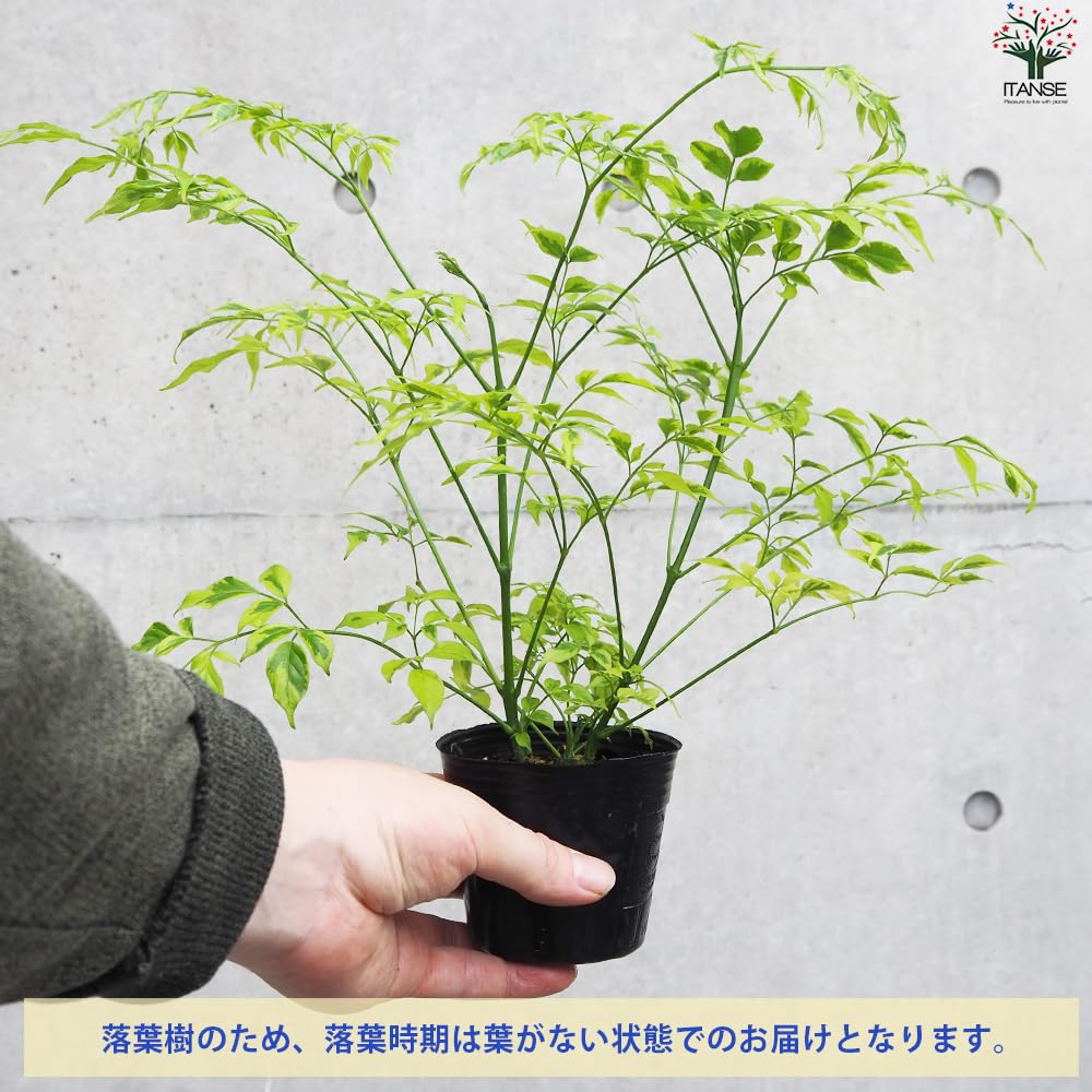 変葉木様　専用‼️ 希少　ステレオスペルマム　白斑入り Amazon.co.jp: ステレオスペルマム カプリマ 斑入 6号角鉢【品種
