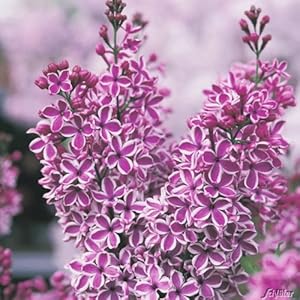 Garten Schlüter Edelflieder Sensation