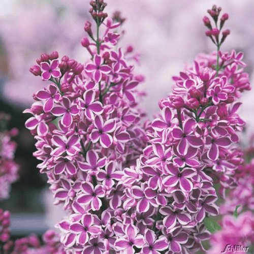 Edelflieder 'Sensation'