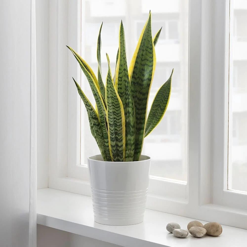 Snake Plant - Air Purifying House Plant -2 Snake Plant - Air Purifying House Plant -2