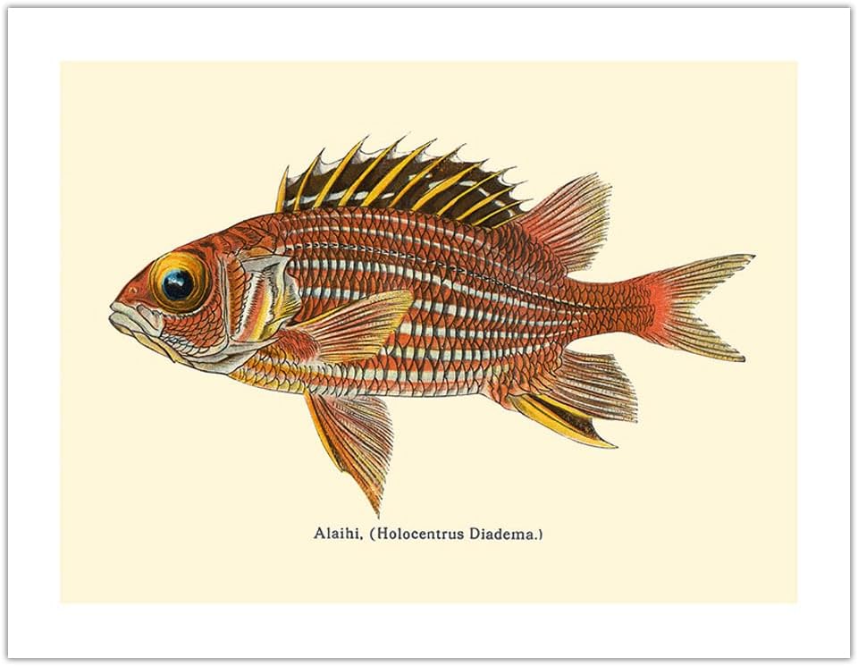 Alaihi (Holocentrus Diadema) - Hawaiian Squirrel Fish - from Fishes of Hawaii - Vintage Hawaiian Color Postcard c.1905 - Bamboo Fine Art 290gsm Paper (Unframed) 12x16in