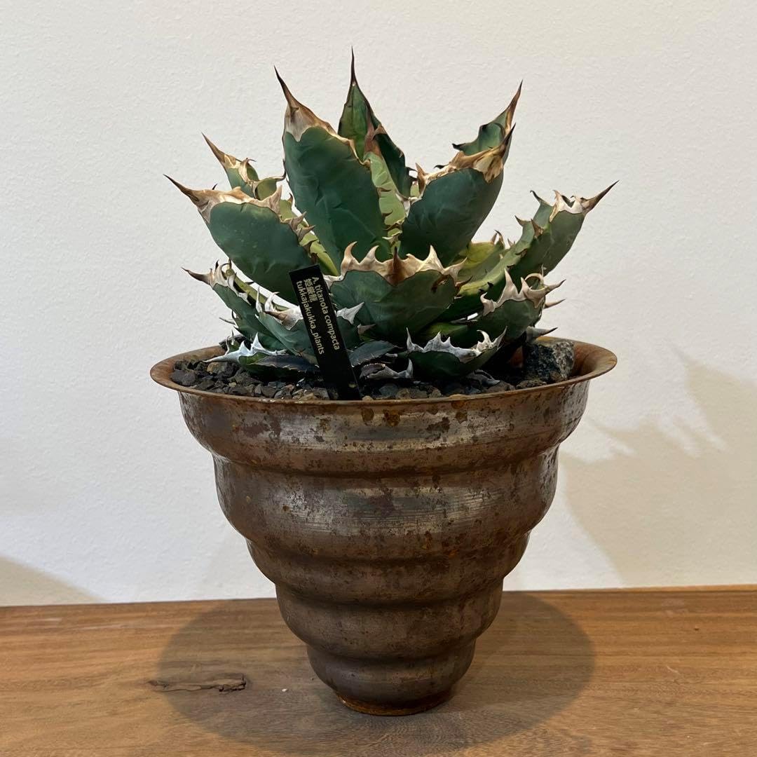 【MASSES×M&M】アガベチタノタ 姫厳龍 塊根植物 多肉 コーデックス MASSES×M&M】 アガベチタノタ 姫厳龍 塊根植物 多肉 コーデック