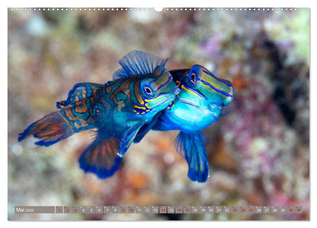 Tauchen, Fische und Meer (hochwertiger Premium Wandkalender 2026 DIN A2 quer), Kunstdruck in Hochglanz: Unterwasserimpressionen