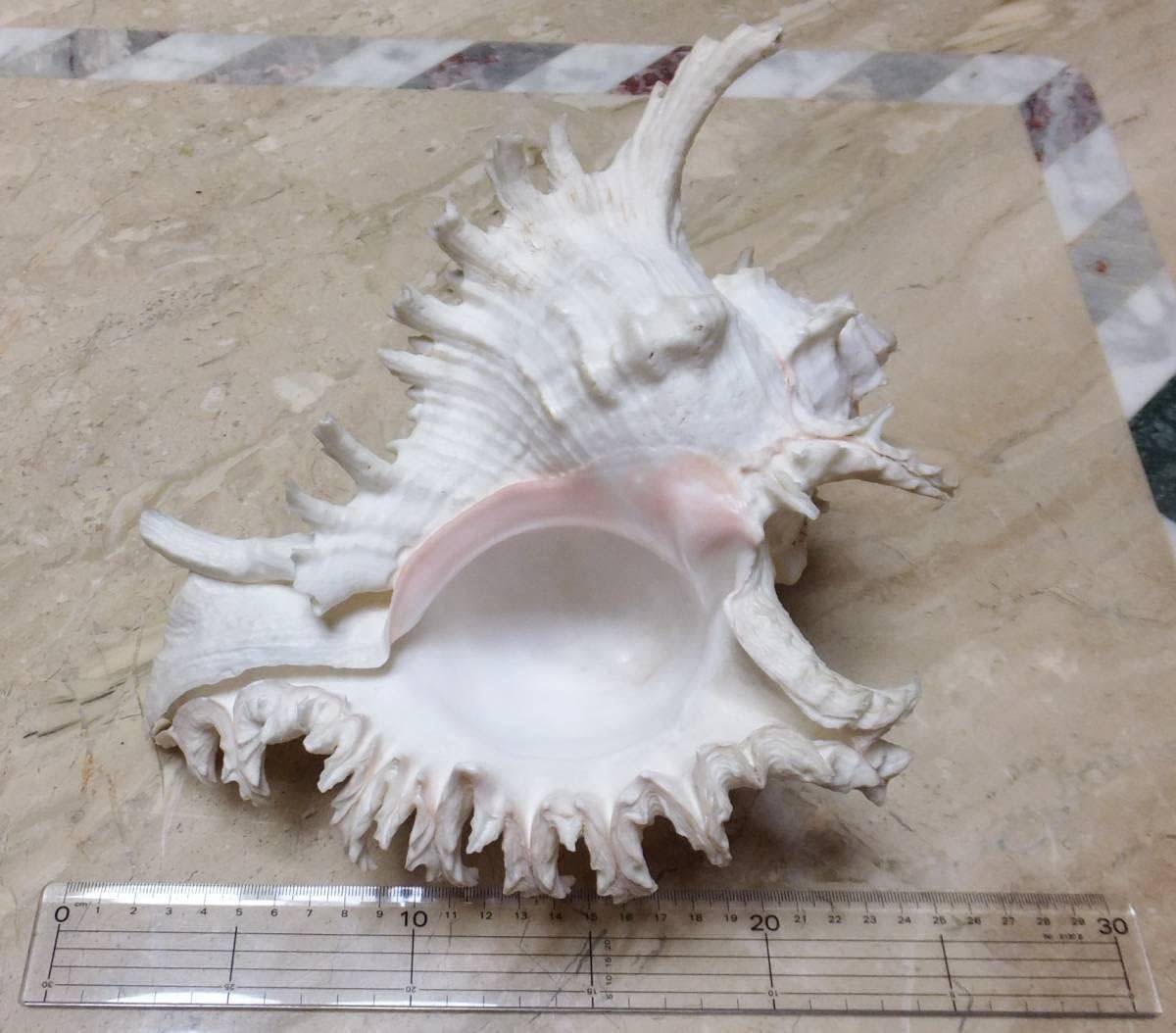 Amazon Co Jp 特大 老成 テングガイ 1385g 天狗貝 貝殻 貝 標本 アンティーク ホーム キッチン