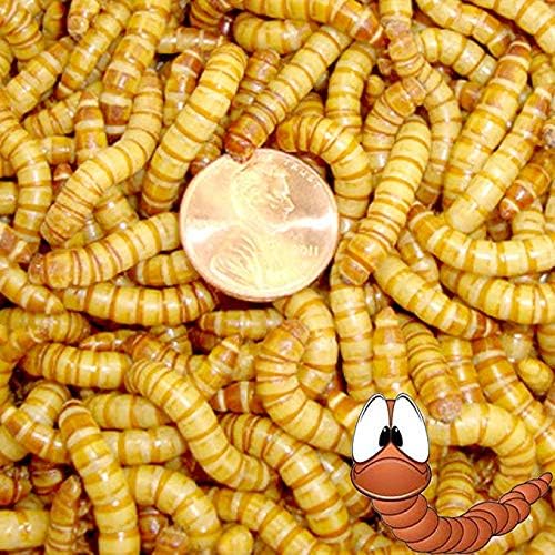 Gigante mealwormsJumbo mealworms para peces Alimentación reptiles, pollos, (10000) Yaxa Store