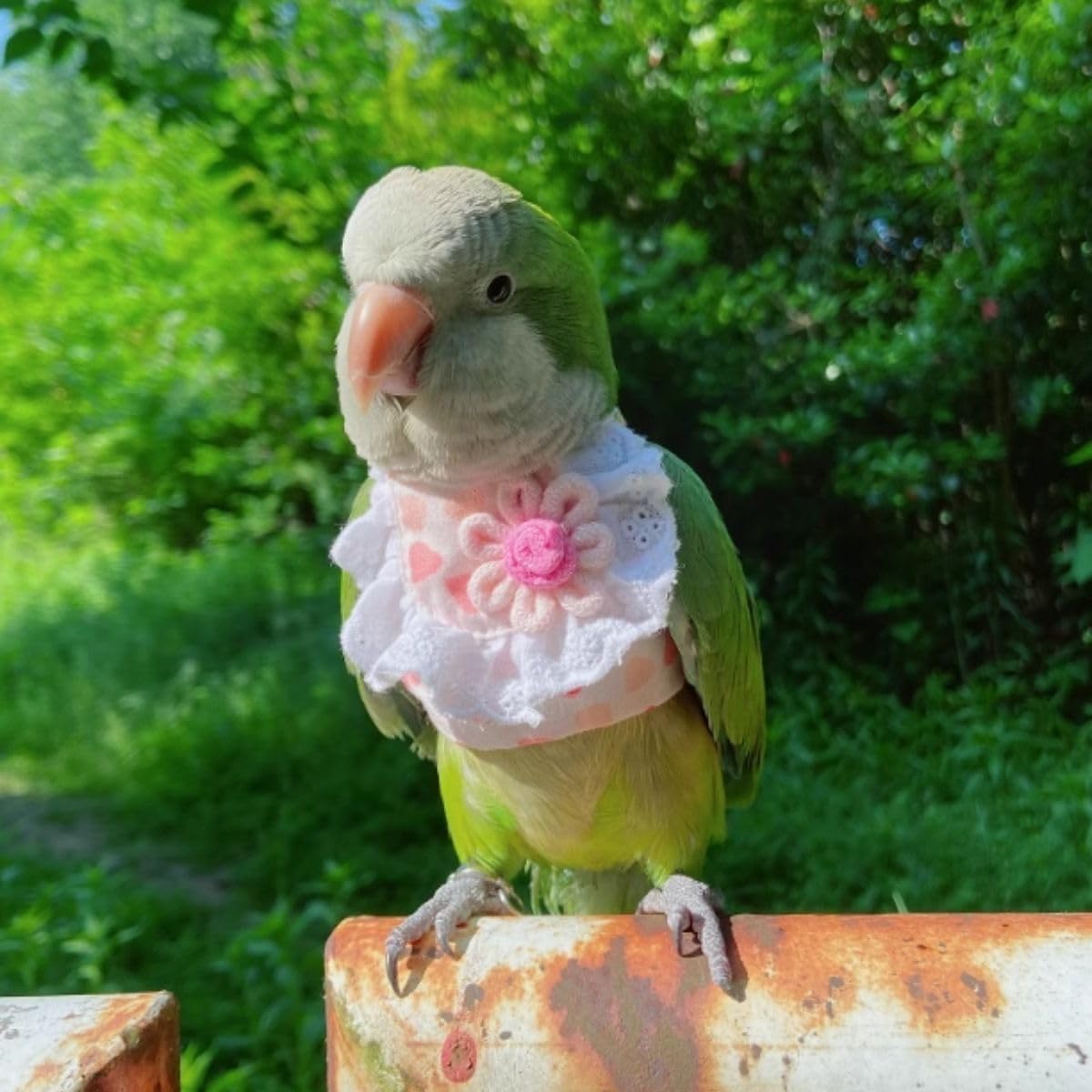 Bird Costume Bird Diaper Flight Suit Bird Summer Clothes Cosplay Photo Prop for Parrots Lovebird Parakeet Cockatiel Small Animals Apparel (Without Diaper,L)