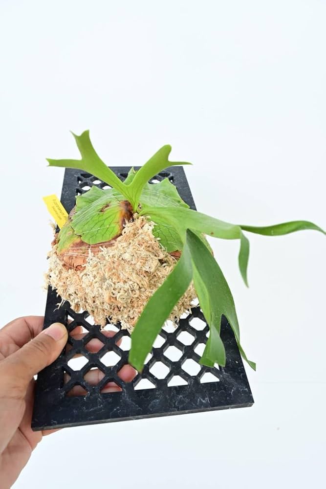 ビカクシダ コロナリウム　フィリピネスドワーフ　17 Amazon.co.jp: P.coronarium Philippines Dwarf② @bikamori.com