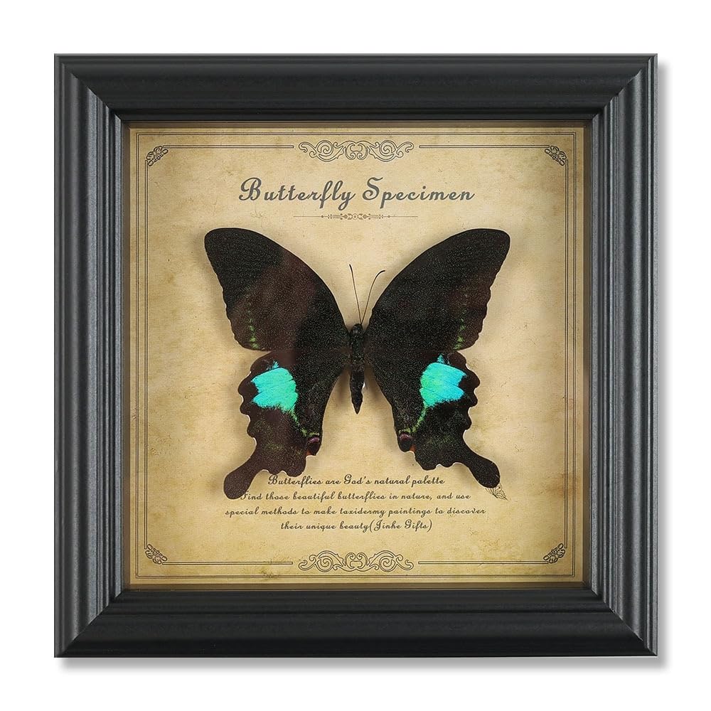 Taxidermy Butterfly Framed, Real Butterfly Specimen in Frame Shadow Box Insect Collection, Perfect for Science Study and Home Office Desktop Decor Craft Gift (Paris Peacock Butterfly)