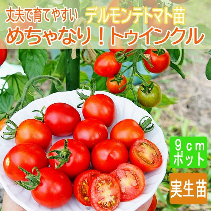 Amazon.co.jp: 野菜 自根 苗 ミニトマト めちゃなり！トゥインクル