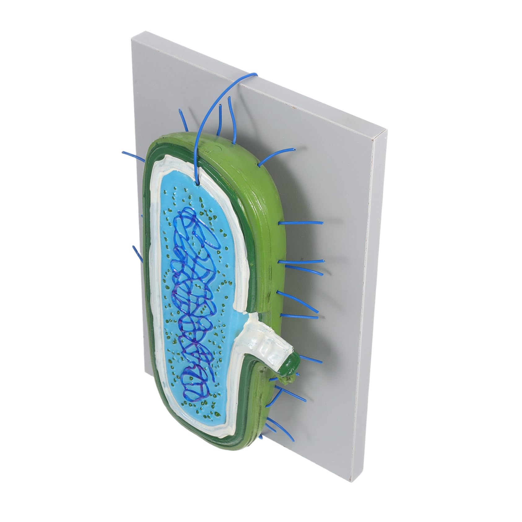 Gewebekultur-Modell für Biologieunterricht Zusammenbaubares Anatomisches Modell mit Zellkern und Organellen Unterrichtsmodell für Schüler