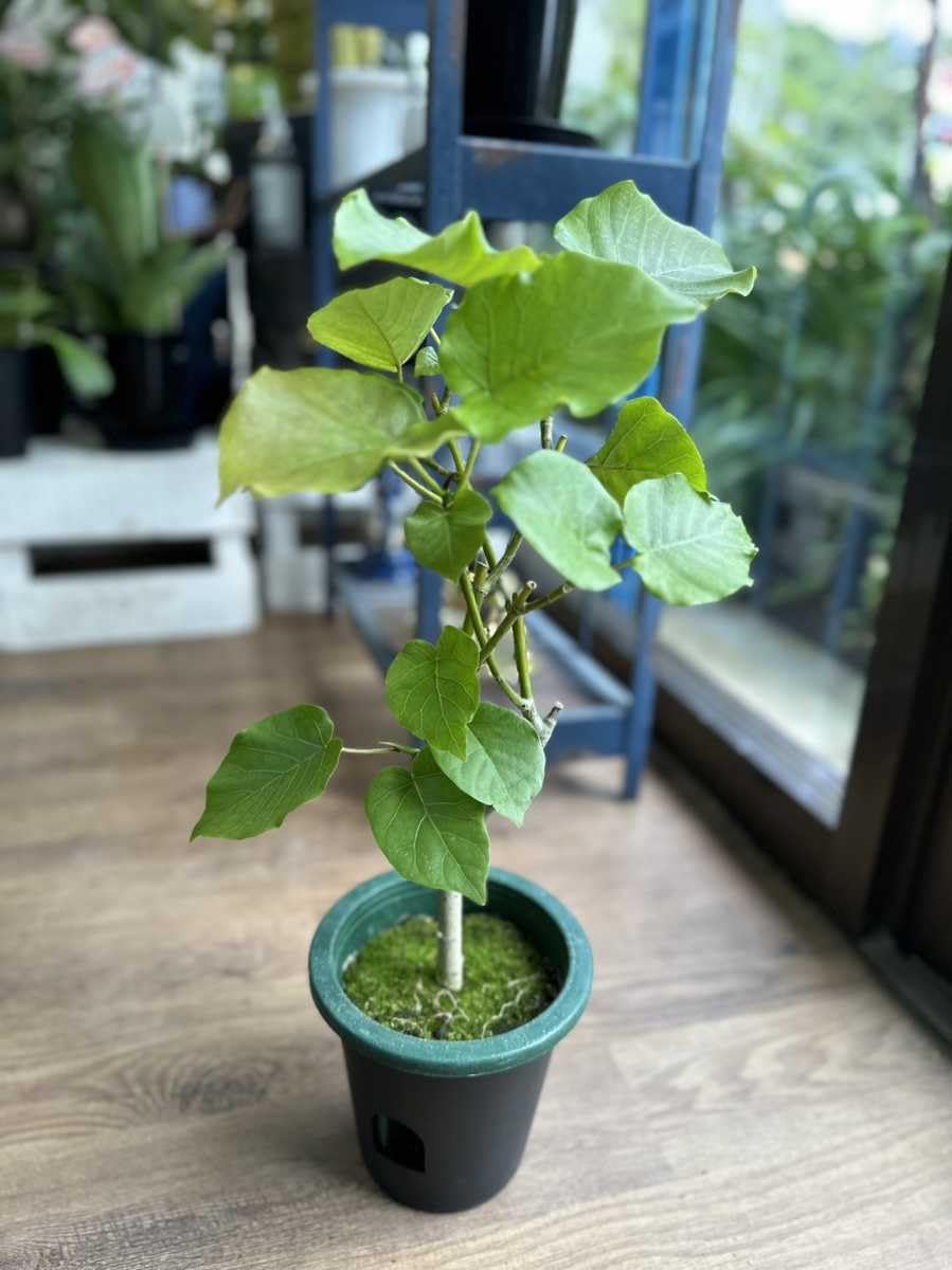 Amazon.co.jp: 観葉植物フィカス ハートリーフ ウンベラータ 5号 Amazon.co.jp: 観葉植物フィカス ハートリーフ ウンベラータ 5号
