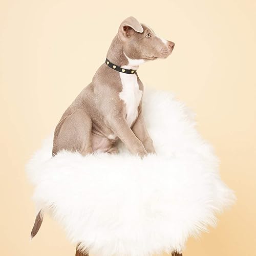 Miniatura 5 de Scamper & Co Collar de perro de piel auténtica con corazón biselado de microfibra, color blanco, 16.0in