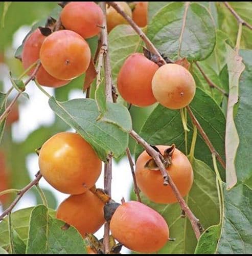 American Persimmon Tree Live Plant, Well Rooted 6 To12 Inches Tall, Easy To Plant #TOP3