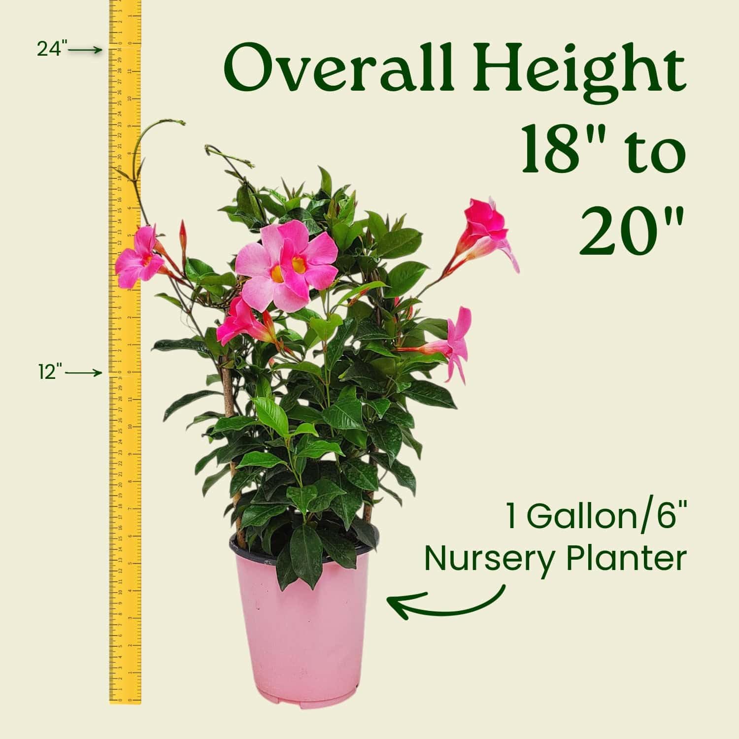 Pretty Pink Live Dipladenia Plant - Live Flowering Plant - Trellis - 18" Hoop, 18" to 20" Overall Height - 1 Gallon Planter - Tropical Plants of Florida (Plant + Heat Pack)