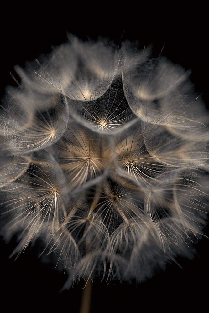 Posterazzi Collection Fragile Beauty Poster Print by Assaf Frank (12 x 18)