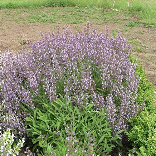 Salvia lavandulifolia - 100 + semi freschi - Lavander Spagnolo - semi freschi:Seeds