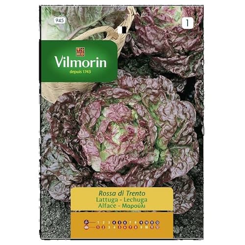 Semillas de LECHUGA ROSA TRIENTO, Ref: 945, 5 gr