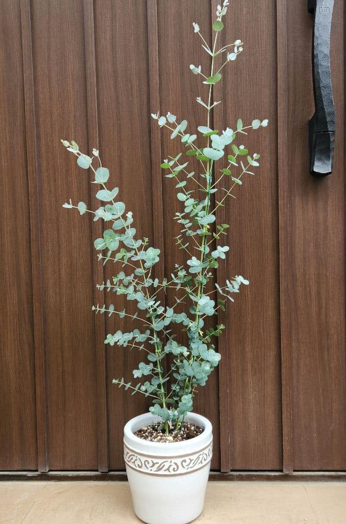 Amazon｜ユーカリ グニー 陶器鉢植え 苗 全長 約104cm｜観葉植物
