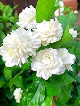 REMASLARIC-Beautiful All Season Mogra Jasmine/Beli Flower Plant Tree || For Home garden Outdoor & Indoor.