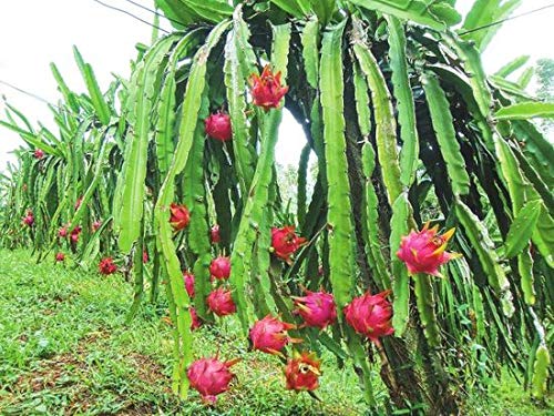 20 Samen Drachenfrucht Kaktus, wei, frisches Saatgut Pitahaya, Pitaya,  Dragon Fruit, Selenicereus undatus, schnellwchsige Kakteen, Obst,  mehrjhrig, essbares ses Fruchtfleisch, exotische Samen : Amazon.de:  Garten