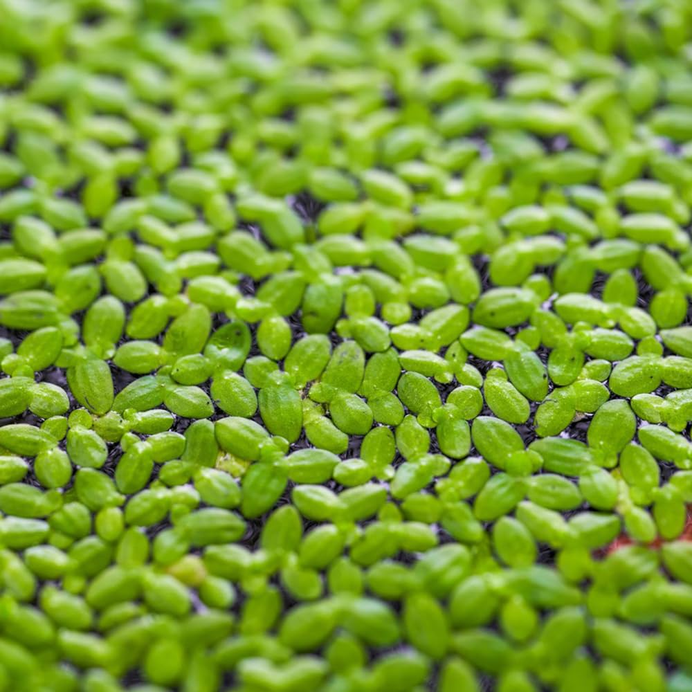 semillas de lenteja de agua, acuario de flotantes, Lemna minor, sostenible de acuario regalos 800pcs