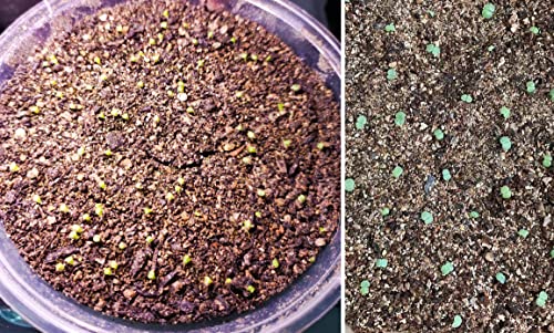 30 Qt Professional Grade Horticultural Organic Vermiculite (30 Qt, Vermiculite) #TOP6