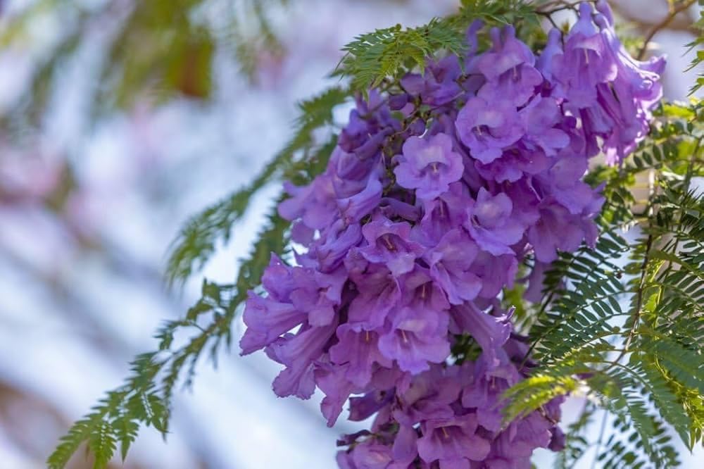 See full amazon price history chart for Neeli Gulmohar tree live plant PACK OF 1 Neeli Gulmohar tree live plant PACK OF 1 (B0D93ZWPQT) Amazon Price History, Amazon Price Tracker