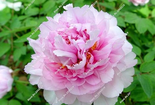 Amazon 混合 珍しい花王白ピンク赤牡丹苗種子花の種販売5種子aパックライト香りのよい庭の花盆栽 スノーダンプ ラッセル