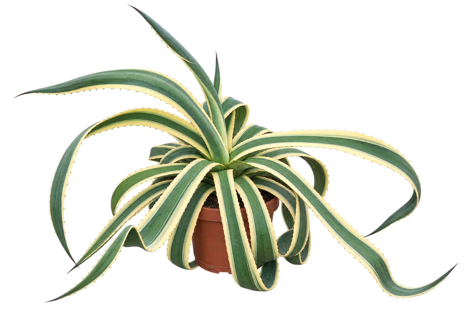 Agave americana Variegata 50–60 cm – Buntblättrige Amerikanische Agave – robuste Sukkulente, dekorative Kübelpflanze für Garten, Terrasse, Balkon & Wintergarten